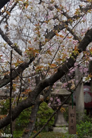 京都の桜 雨宝院の歓喜桜 五分～七分咲き 2016年4月