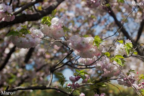 京都の桜 雨宝院 ショウゲツ（松月桜） 盛りで見頃 2016年4月15日