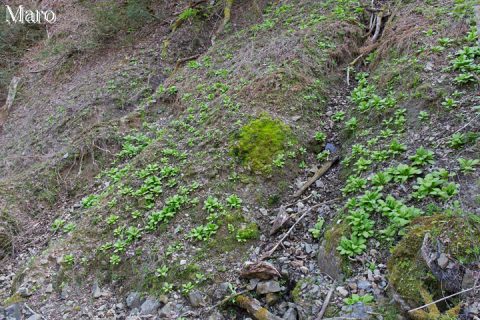 魚谷山 クリンソウ群生地 新葉が展開中 2016年4月