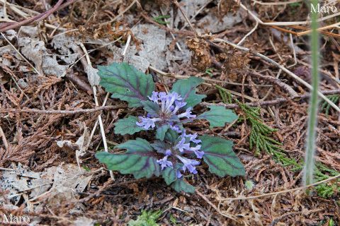 貴船山 ニシキゴロモ（錦衣） 花と葉 2016年4月