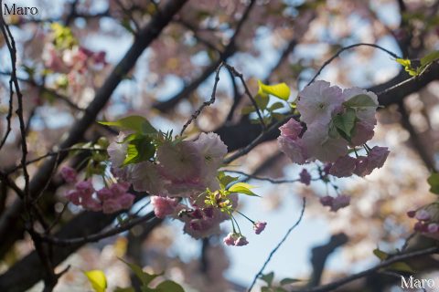 京都の桜 雨宝院 ショウゲツ（松月桜） 半開～ 2016年4月14日