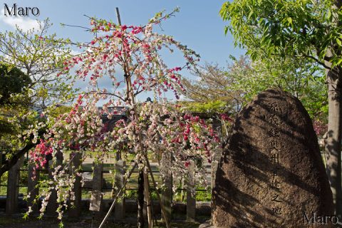 首途八幡宮 源平枝垂れ桃と「源義経奥州首途之地」碑 2016年4月