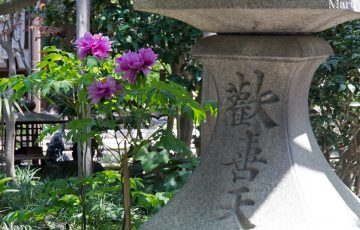 京都・西陣 雨宝院 ボタン（牡丹）の花と「歡喜天」の石灯籠 2016年4月16日