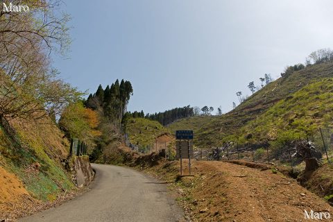 わずか数年で大きく姿を変えた芹生峠から魚谷山の取付（登山口） 2016年4月