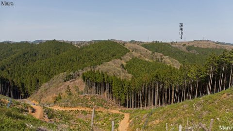 芹生峠の上から天狗杉、蓬莱山方面を望む 2016年4月