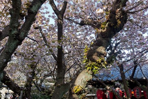 西陣聖天宮・雨宝院の桜 境内のショウゲツ（松月桜） 2016年4月14日