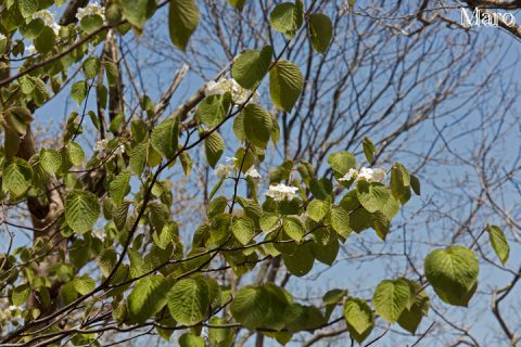 オオカメノキ（大亀の木）の花 天狗杉 2016年4月