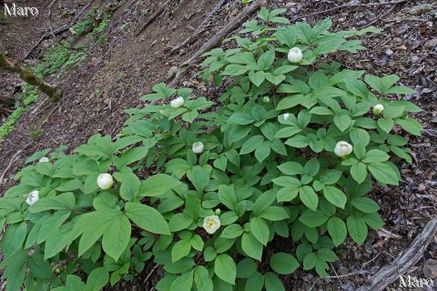 京都北山 魚谷山のヤマシャクヤク（山芍薬） 2016年4月