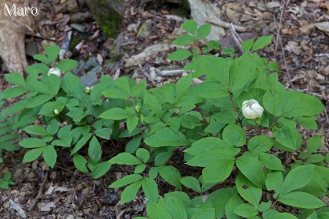 魚谷山 自生するヤマシャクヤク（山芍薬） 三分～五分咲き 2016年4月