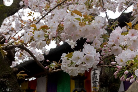 京都の桜 西陣聖天宮 雨宝院 観音桜 嵐の前日 見頃 2016年4月10日