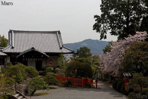船岡山 建勲神社から桜越しに大文字山を遠望 2016年4月