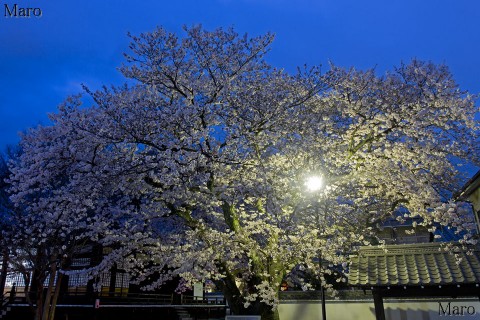 京都の桜 西陣・本隆寺 満開の夜桜 2016年4月2日の夜