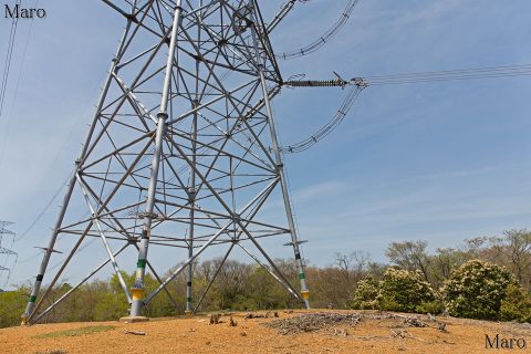 アセビが多い送電鉄塔の小ピーク 鉄塔番号「山城北線 九十八」 2016年4月