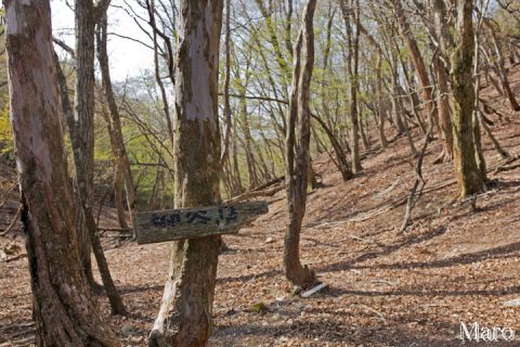 柳谷峠 魚谷山・芹生峠・細ヶ谷（細ガ谷）分岐 2016年4月