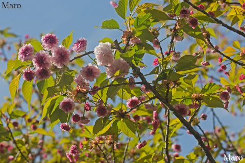 平野神社 菊咲きの桜 ツクバネ 中央に色褪せた花も 京都市北区 2016年4月