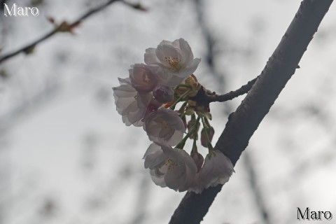 西陣聖天宮 雨宝院 観音桜 開花確認 2016年4月4日