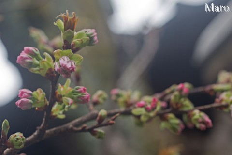 京都の桜 西陣・雨宝院の観音桜 蕾ふくらむ 2016年4月3日