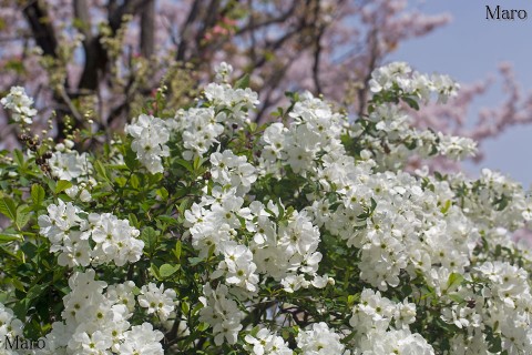 京都の桜 上品蓮台寺 リキュウバイ（利休梅）とソメイヨシノ（染井吉野） 2016年4月