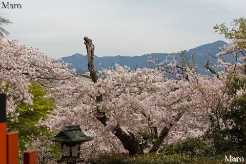 京都の桜 建勲神社からソメイヨシノ越しに比叡山を眺望 2016年4月