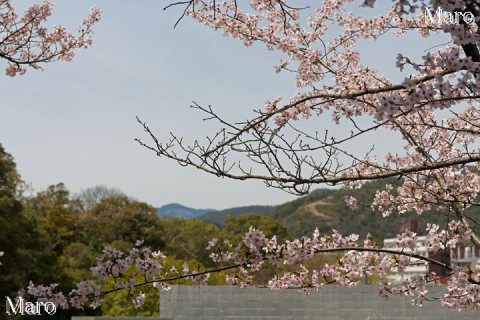船岡山公園から桜越しに愛宕山と左大文字を見通す 京都市北区 2016年4月