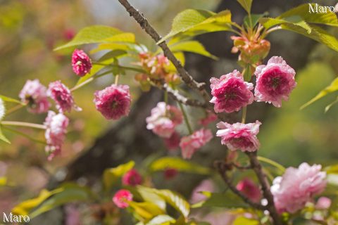 京都の桜 ツクバネ（突葉根、突羽根） 蕾～開花 平野神社 2016年4月