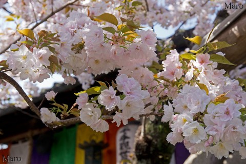 京都の桜 雨宝院 観音桜 春の嵐の後 満開 2016年4月12日