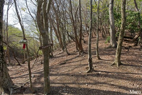 柳谷峠 魚谷山の山頂の東 2016年4月