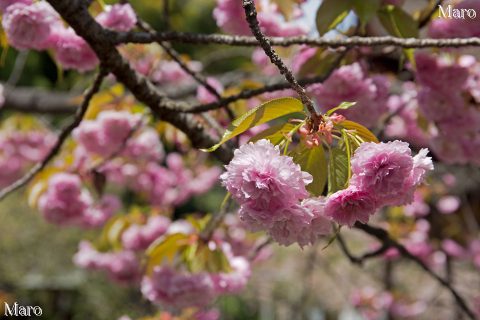 京都の桜 ヒラノイモセ（平野妹背） 満開 平野神社 2016年4月