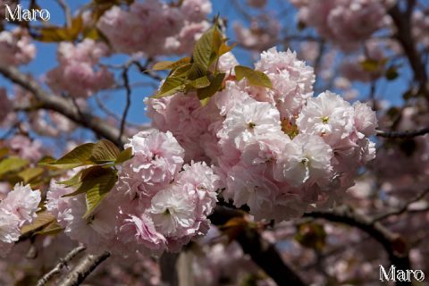 京都の桜 フゲンゾウ（普賢象、普賢桜） 満開 千本ゑんま堂 2016年4月