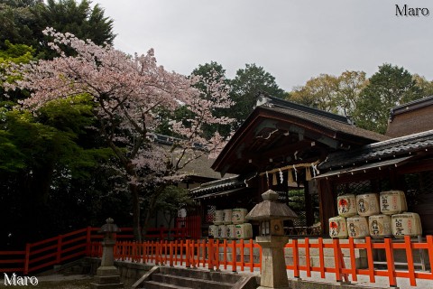 建勲神社 本殿と神門と桜 京都市北区 2016年4月
