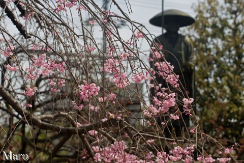 京都の桜 上品蓮台寺（十二坊） ヤエベニシダレ（八重紅枝垂） 2016年4月