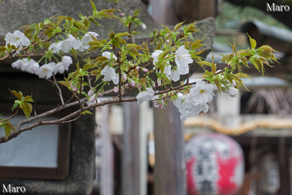 京都の桜 西陣・雨宝院 歓喜桜 京都市上京区 2016年4月4日