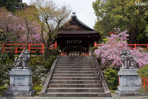 建勲神社 拝殿と狛犬と桜（八重紅枝垂） 京都市北区 2016年4月