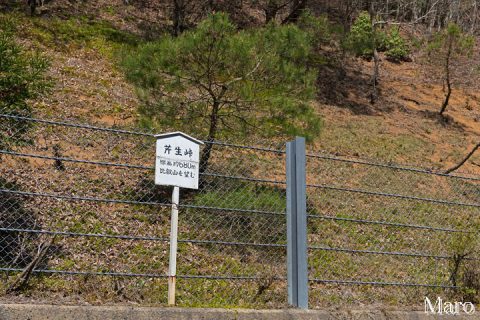 芹生峠 標高約680m 左京区鞍馬・右京区京北の境 2016年4月