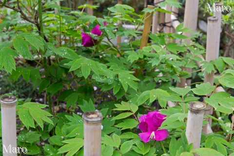 雨宝院 朝露に濡れるボタン（牡丹）の花 2016年4月