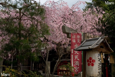 京都の桜 水火天満宮のシダレザクラ（枝垂桜） 京都市上京区 2016年4月