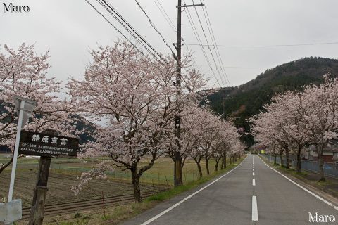 京都の桜 静原街道（府道40号下鴨静原大原線）の桜並木 2016年4月