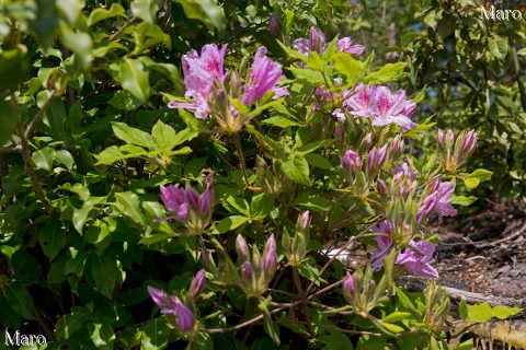 釈迦谷山 モチツツジ（黐躑躅）の花 2016年4月