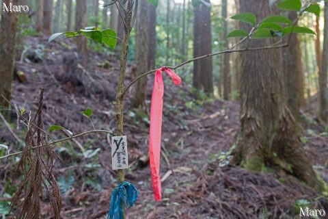 釈迦谷側の釈迦谷山の取付点 京見峠・釈迦谷山・秋葉神社の分岐 2016年4月