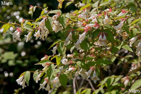 釈迦谷山 ツクバネウツギ（衝羽根空木）の花 2016年4月