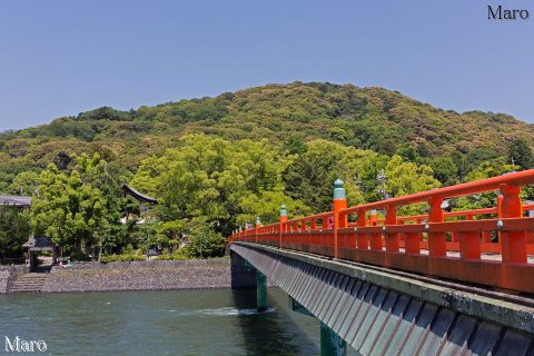 宇治川に架かる朝霧橋西詰（橘島）から仏徳山（大吉山）、宇治神社を望む 2016年5月