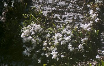 セッコク（石斛） 岩場の花 京都府 2016年5月