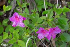 京都北山 ミヤコツツジ（都躑躅） 赤紫がかったピンク色の花 2016年5月