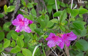 京都北山 ミヤコツツジ（都躑躅） 赤紫がかったピンク色の花 2016年5月