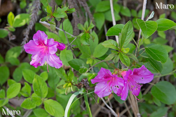 ようやく京都北山でもミヤコツツジ 都躑躅 の花を 16年5月