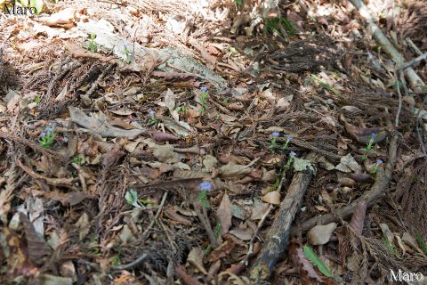 フデリンドウの群生地 京都府 2016年5月