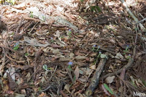 フデリンドウの群生地 京都府 2016年5月