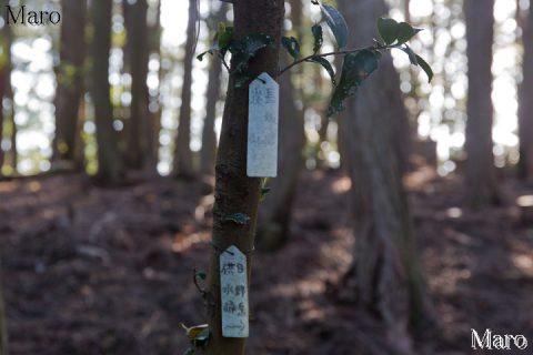 天下峰 山頂の道標 長坂峠・炭山←→供水峠・日野岳 2016年5月