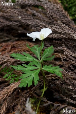 イチリンソウの花 京都府 2016年5月