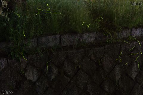 哲学の道 ホタル（蛍） 琵琶湖疏水分線 京都市左京区 2016年5月